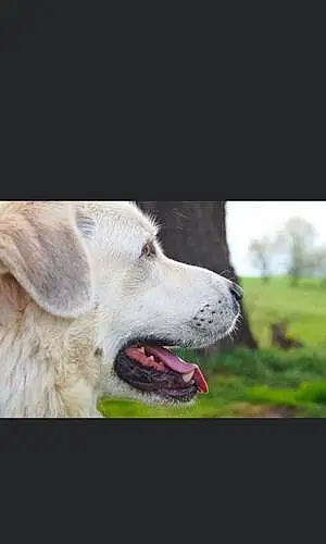 Anatolian Shepherd Dog Lilly