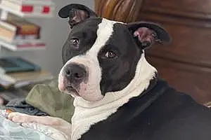 Name American Staffordshire Terrier Dog Queen