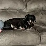 Dog, Couch, Comfort, Dog breed, Carnivore, Grey, Companion dog, Snout, Tints And Shades, Studio Couch, Canidae, Living Room, Working Animal, Furry friends, Tail, Terrestrial Animal