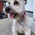 Dog, Dog breed, Collar, Carnivore, Working Animal, Companion dog, Dog Collar, Snout, Dog Supply, Leash, Door, Canidae, Terrier, Standard Schnauzer, Small Terrier, Pet Supply, Chair, Non-sporting Group, Furry friends