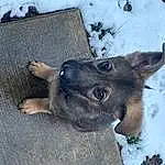 Dog, Eyes, Snow, Felidae, Dog breed, Jaw, Carnivore, Working Animal, Small To Medium-sized Cats, Grey, Whiskers, Fawn, Road Surface, Winter, Domestic Short-haired Cat, Asphalt, Tail, Furry friends, Canidae, Freezing