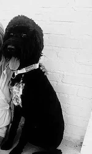 Black & White Poodle Dog Ollie Tate
