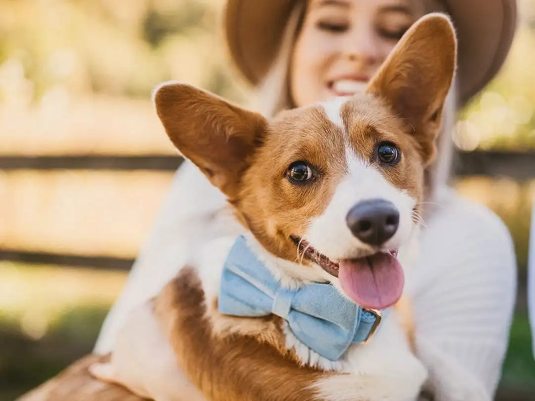 Dog, Dog breed, Fedora, Carnivore, Hat, Ear, Companion dog, Smile, Fawn, Sun Hat, Happy, Working Animal, Canidae, Cowboy Hat, Whiskers, Fashion Accessory, Furry friends, Tail, Fun, Ancient Dog Breeds