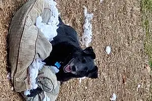 Labrador Retriever Dog Blue