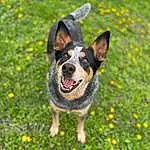 Dog, Plant, Flower, Carnivore, Dog breed, Grass, Companion dog, Groundcover, Snout, Australian Cattle Dog, Canidae, Happy, Paw, Grassland, Whiskers, Herding Dog, Herbaceous Plant, Working Dog, Tail