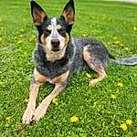 Dog, Plant, Green, Carnivore, Dog breed, Grass, Companion dog, Herding Dog, Groundcover, Flower, Snout, Lawn, Canidae, People In Nature, Working Dog, Garden, Toy, Paw