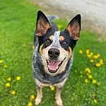Plant, Dog, Carnivore, Dog breed, Grass, Companion dog, Flower, Fawn, Australian Cattle Dog, Herding Dog, Snout, Groundcover, Canidae, Paw, Art, Whiskers, Tail, Working Dog