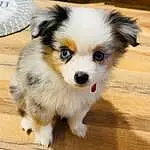 Dog, Dog breed, Carnivore, Companion dog, Fawn, Whiskers, German Spitz Klein, Toy Dog, Working Animal, Snout, Furry friends, German Spitz, Mechanical Fan, Canidae, Volpino Italiano, Hardwood, Working Dog, Wood, Ancient Dog Breeds