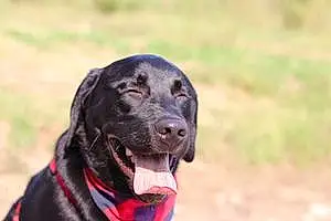 Firstname Labrador Retriever Dog Duke