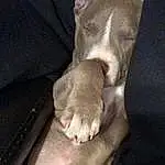 Hand, Dog, Leg, Comfort, Gesture, Knee, Finger, Carnivore, Fawn, Dog breed, Wrist, Nail, Companion dog, Foot, Human Leg, Thigh, Tail, Working Animal, Paw, Flesh