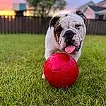 Dog, Sky, Plant, Dog breed, Bulldog, Carnivore, Companion dog, Ball, Grass, Fawn, Snout, Lawn, Toy, Sports Equipment, Canidae, Soccer Ball, Artificial Turf, Grassland, White English Bulldog