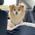 Dog, Car, Hood, Carnivore, Vroom Vroom, Automotive Design, Dog breed, Vehicle, Companion dog, Fawn, Vehicle Door, Automotive Exterior, Windscreen Wiper, Car Seat, Snout, Car Seat Cover, Tints And Shades, Auto Part, Whiskers, Personal Luxury Car