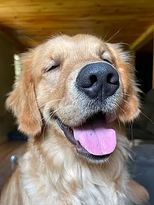 Name Golden Retriever Dog Axl