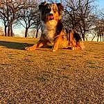 Sky, Dog, Cloud, Plant, Tree, Carnivore, Dog breed, Sunlight, People In Nature, Fawn, Grass, Companion dog, Landscape, Tints And Shades, Horizon, Heat, Tail, Herding Dog, Asphalt