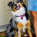 Dog, Dog breed, Carnivore, Dog Supply, Companion dog, Fawn, Smile, Herding Dog, Collar, Snout, Working Animal, Canidae, Shorts, Furry friends, Whiskers, Scotch Collie, Border Collie, Tartan, Thigh