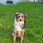 Dog, Water, Plant, Carnivore, Dog breed, Grass, Chair, Sports Equipment, Companion dog, Lawn, Tree, Groundcover, Bench, Grassland, Working Dog, People In Nature, Lake, Herding Dog, Landscape