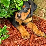 Dog, Plant, Carnivore, Fawn, Grass, Companion dog, Dog breed, Groundcover, Rottweiler, Canidae, Terrestrial Animal, Working Animal, Soil, Beaglier, Working Dog, Herb, Puppy, Sharing, Hunting Dog