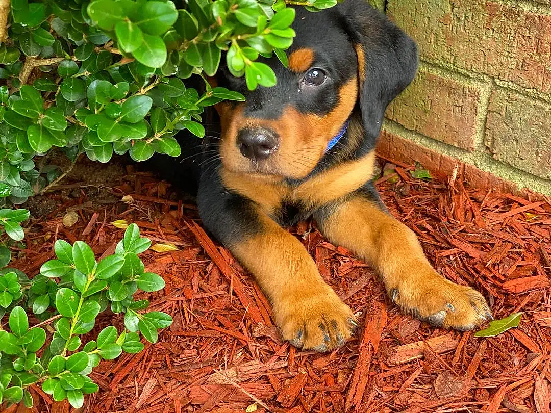 Dog, Plant, Carnivore, Fawn, Grass, Companion dog, Dog breed, Groundcover, Rottweiler, Canidae, Terrestrial Animal, Working Animal, Soil, Beaglier, Working Dog, Herb, Puppy, Sharing, Hunting Dog