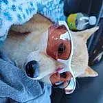 Dog, Carnivore, Automotive Lighting, Dog breed, Fawn, Companion dog, Sunglasses, Snout, Whiskers, Vehicle Door, Comfort, Stuffed Toy, Furry friends, Vroom Vroom, Canidae, Automotive Exterior, Plush, Family Car, Eyewear