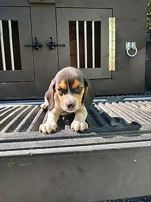 Beagle Dog Copper