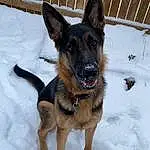 Dog, Snow, Carnivore, Dog breed, Dog Supply, Winter, Pet Supply, Fence, Companion dog, East-european Shepherd, Working Dog, Foot, Guard Dog, Working Animal