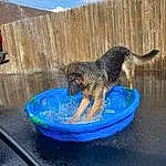 Sky, Cloud, Dog, Water, Carnivore, Recreation, Dog breed, Leisure, Fun, Electric Blue, Water Dog, Companion dog, Tail, Pet Supply, Tree, Working Dog, Winter, Dog Sports, Concrete