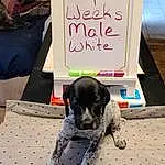Dog, Handwriting, Black, Dog breed, Carnivore, Companion dog, Pet Supply, Dog Supply, Tail, Canidae, Event, Working Animal, Rectangle, Furry friends, Whiteboard, Pattern, Bag