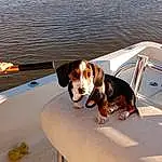 Water, Dog, Carnivore, Chair, Companion dog, Dog breed, Hound, Lake, Leisure, Scent Hound, Wood, Outdoor Furniture, Comfort, Shade, Recreation, Collar, Window, Canidae, Sandal, Windshield