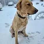 Dog, Snow, Dog breed, Carnivore, Dog Supply, Pet Supply, Collar, Ear, Liver, Fawn, Dog Collar, Companion dog, Working Animal, Snout, Winter, Whiskers, Canidae, Leash, Freezing