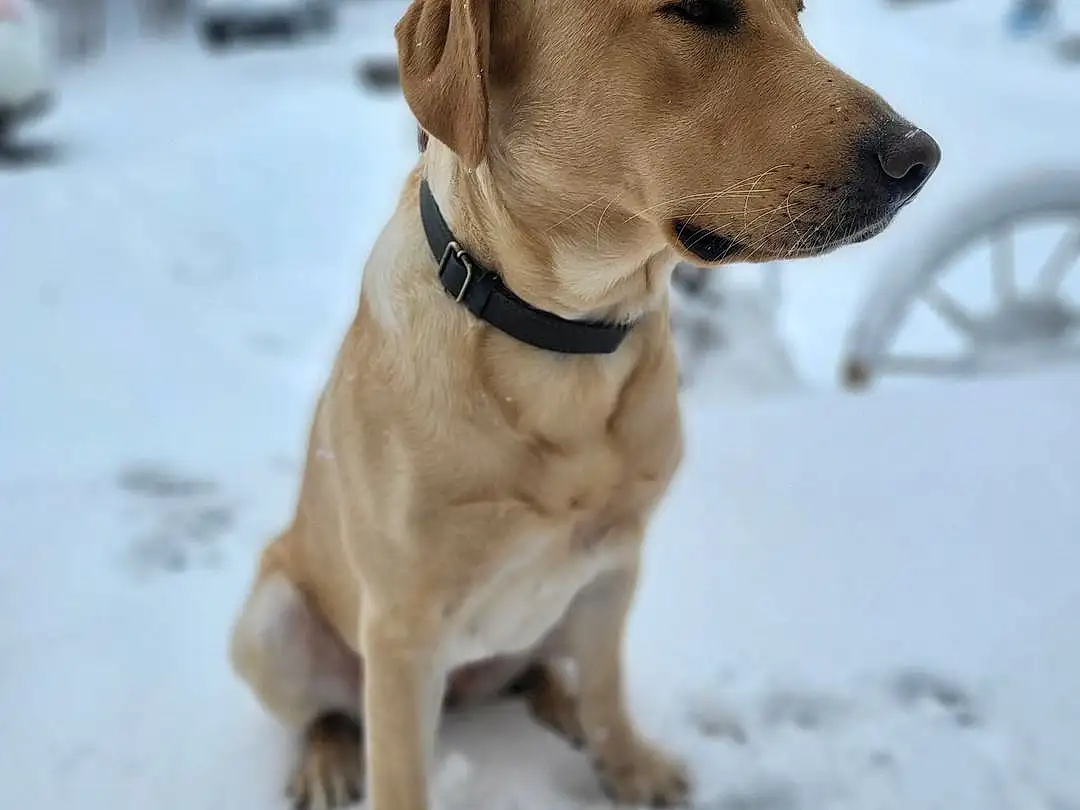 Dog, Snow, Dog breed, Carnivore, Dog Supply, Pet Supply, Collar, Ear, Liver, Fawn, Dog Collar, Companion dog, Working Animal, Snout, Winter, Whiskers, Canidae, Leash, Freezing