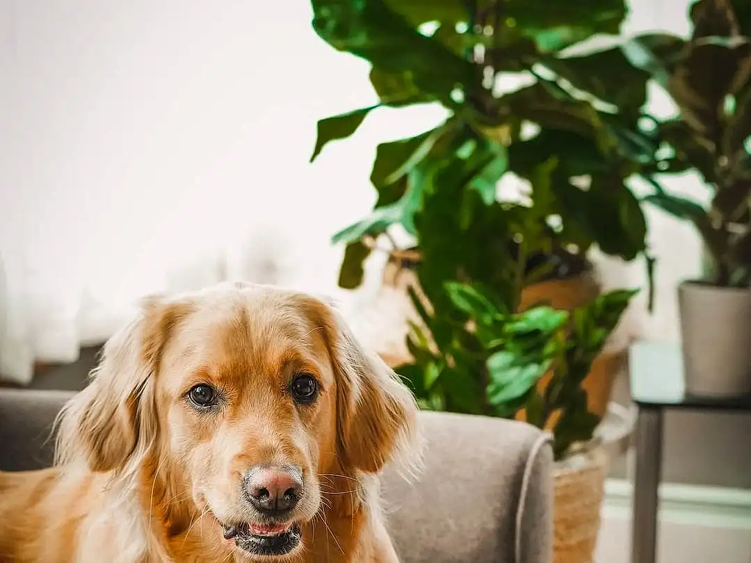 Dog, Plant, Carnivore, Door, Tree, Wood, Fawn, Whiskers, Chair, Companion dog, Dog breed, Snout, Couch, Gun Dog, Furry friends, Hardwood, Room, Houseplant