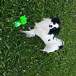Dog, Dog breed, Carnivore, Grass, Companion dog, Groundcover, Plant, Tail, Grassland, Lawn, Toy Dog, Canidae, Herding Dog, Landseer, Terrestrial Animal, Furry friends, Toy, Non-sporting Group