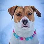 Dog, Snow, Carnivore, Collar, Pet Supply, Companion dog, Fawn, Dog Collar, Dog Supply, Whiskers, Dog breed, Snout, Working Animal, Furry friends, Winter, Leash, Canidae, Puppy, Playing In The Snow