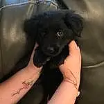Dog, Arm, Dog breed, Carnivore, Neck, Sleeve, Comfort, Gesture, Finger, Companion dog, Fawn, Elbow, Black Hair, Wrist, Thigh, Nail, Working Animal, Snout, Human Leg