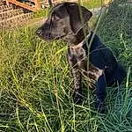 Dog, Plant, Carnivore, Working Animal, Collar, Grass, Dog breed, Fawn, Companion dog, Terrestrial Animal, Groundcover, Whiskers, Liver, Dog Collar, Gun Dog, Grassland, Tail, Pointing Breed, Pet Supply