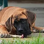 Dog, Dog breed, Carnivore, Fawn, Grass, Companion dog, Snout, Plant, Canidae, Working Animal, Terrestrial Animal, Working Dog, Guard Dog