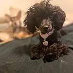 Dog, Water Dog, Dog breed, Carnivore, Companion dog, Working Animal, Toy Dog, Poodle, Liver, Snout, Terrier, Furry friends, Canidae, Poodle Crossbreed, Standard Poodle, Labradoodle, Maltepoo, Non-sporting Group, Fashion Design