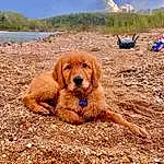 Sky, Dog, Cloud, Water, Dog breed, Carnivore, Fawn, Tree, People In Nature, Landscape, Companion dog, Sand, Plant, Soil, Wilderness, Canidae, Beach
