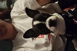 Name Boston terrier Dog Emmy