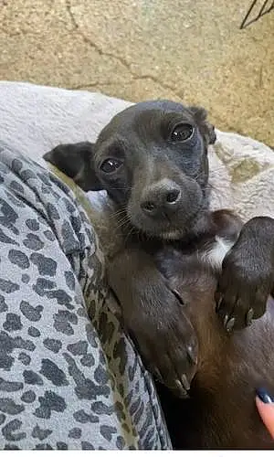 Name Chihuahua Dog Vader