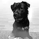 Dog, Water, Dog breed, Carnivore, Black-and-white, Style, Companion dog, Dog Collar, Snout, Working Animal, Monochrome, Black & White, Collar, Retriever, Furry friends, Canidae, Guard Dog, Borador, Working Dog