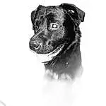 Head, Dog, Eyes, Dog breed, Carnivore, Whiskers, Collar, Dog Collar, Companion dog, Snout, Working Animal, Black & White, Canidae, Furry friends, Borador, Monochrome, Retriever, Guard Dog, Street dog