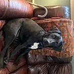Brown, Dog, Furniture, Carnivore, Couch, Comfort, Dog breed, Textile, Liver, Studio Couch, Wood, Working Animal, Companion dog, Fawn, Hardwood, Club Chair, Tail