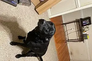 Name Labrador Retriever Dog Ares