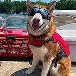 Dog, Sky, Carnivore, Vision Care, Collar, Water, Dog breed, Vehicle, Working Animal, Eyewear, Companion dog, Fawn, Dog Collar, Leash, Smile, Pet Supply, Snout, Vroom Vroom, Automotive Exterior, Dog Supply