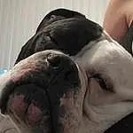 Head, Dog, Eyes, Dog breed, Carnivore, Jaw, Whiskers, Companion dog, Fawn, Working Animal, Comfort, Wrinkle, Snout, Terrestrial Animal, Canidae, Molosser, Bulldog