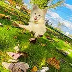 Plant, Cloud, Sky, Leaf, Green, Nature, Tree, People In Nature, Toy, Grass, Felidae, Lawn Ornament, Fawn, Petal, Happy, Landscape, Meadow, Companion dog, Tail