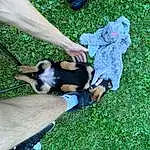 Dog, Green, Dog breed, Carnivore, Grass, Groundcover, Companion dog, Wrist, People In Nature, Recreation, Lawn, Canidae, Human Leg, Tail, Electric Blue, Fashion Accessory, Foot, Leisure, Guard Dog