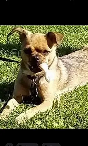 Name Chihuahua Dog Emmy