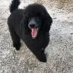 Dog, Dog breed, Carnivore, Companion dog, Terrestrial Animal, Road Surface, Snout, Working Animal, Furry friends, Canidae, Foot, German Spitz, Paw, Soil, Grass, Working Dog, German Spitz Klein, Non-sporting Group, Shadow